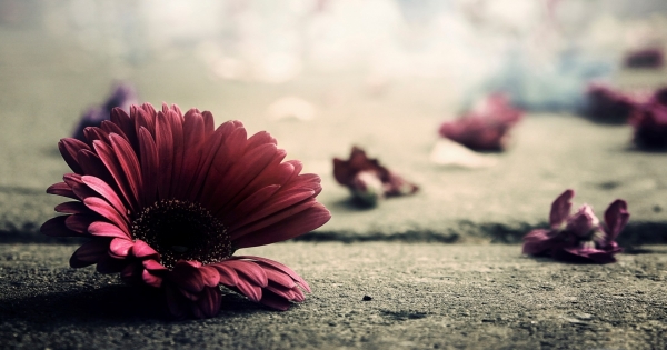 雙子一直都只想把自己的快樂帶給別人，卻只把悲傷留給自己，你看到雙子的眼淚的時候，代表....