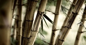 射手同事的優點是熱情開朗，想相處愉快就是要坦承以對