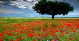 木訥的魔羯座比起當面示愛更喜歡低調的說情