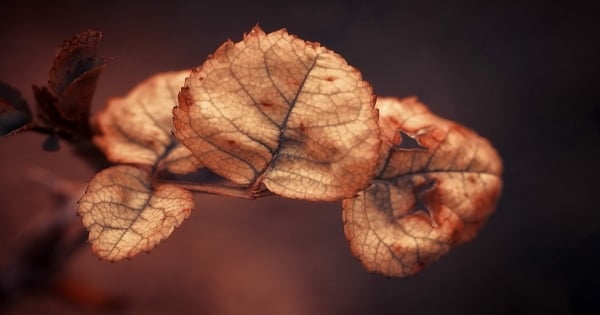 拆穿你！巨蟹座常掛在嘴上的「虛假情話」別否認！你一定不是真心說出這句話的！