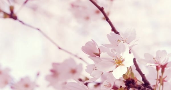 【12星座必學】要怎麼讓獅子的他更愛你!就用這一招！