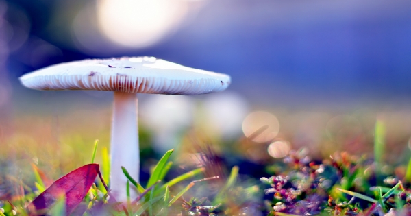 比自己還重要！巨蟹把什麼放在第一!