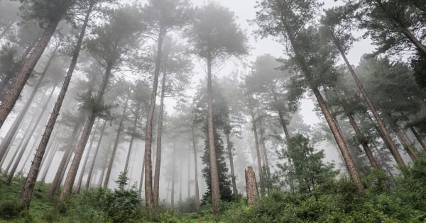 想學偶像劇霸氣一吻的男生請注意！雙子女被強吻後竟然會這樣做！