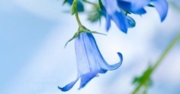 跟你想的不一樣！天秤女在婚姻中會是強勢還是弱勢的呢!