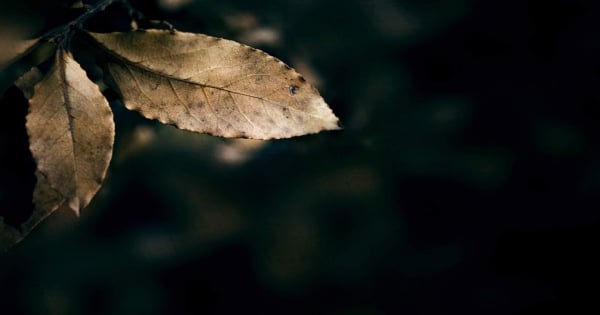 對牡羊座來說這個比較重要！甚至拋棄情人也沒關係！
