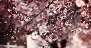 處女座最深情的愛是願意停下腳步，來懂你、了解你的全部