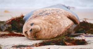 「睡覺」對牡羊來說真的太重要了!只要一「沒睡飽」心情就超容易「煩躁」!!