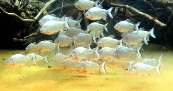 小心一秒變「食人魚」！善良的雙魚只有這「３件事」真的不能忍！