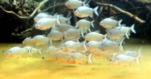 小心一秒變「食人魚」!善良的雙魚只有這「3件事」真的不能忍!