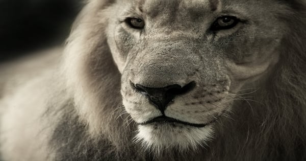 想獅子座相處，一定要會「這招」！如果你踩到獅子座的「這個點」，別怪獅子狠狠咬你一口！