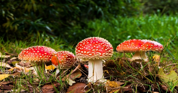 想與「他們」交往最好帶著解藥！他們都有種「致命吸引力」，簡直是會成癮的毒！
