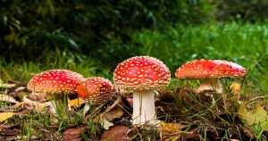 想與「他們」交往最好帶著解藥！他們都有種「致命吸引力」，簡直是會成癮的毒！