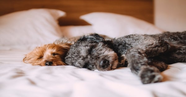 原來我的男友是「犬系男友」！還好不是「鷹系男友」！妳的男友是屬於「哪一系的」呢？