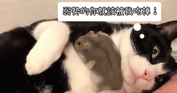 「弱肉強食，弱勢的你就應該被我吃掉！」這些星座組合就是小老鼠與大野貓！