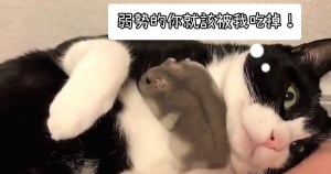 「弱肉強食，弱勢的你就應該被我吃掉！」這些星座組合就是小老鼠與大野貓！